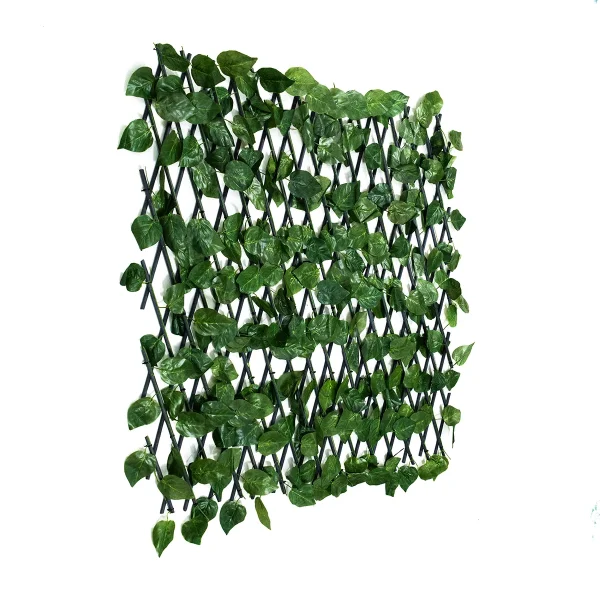 آکاردئونی پتوس سبز